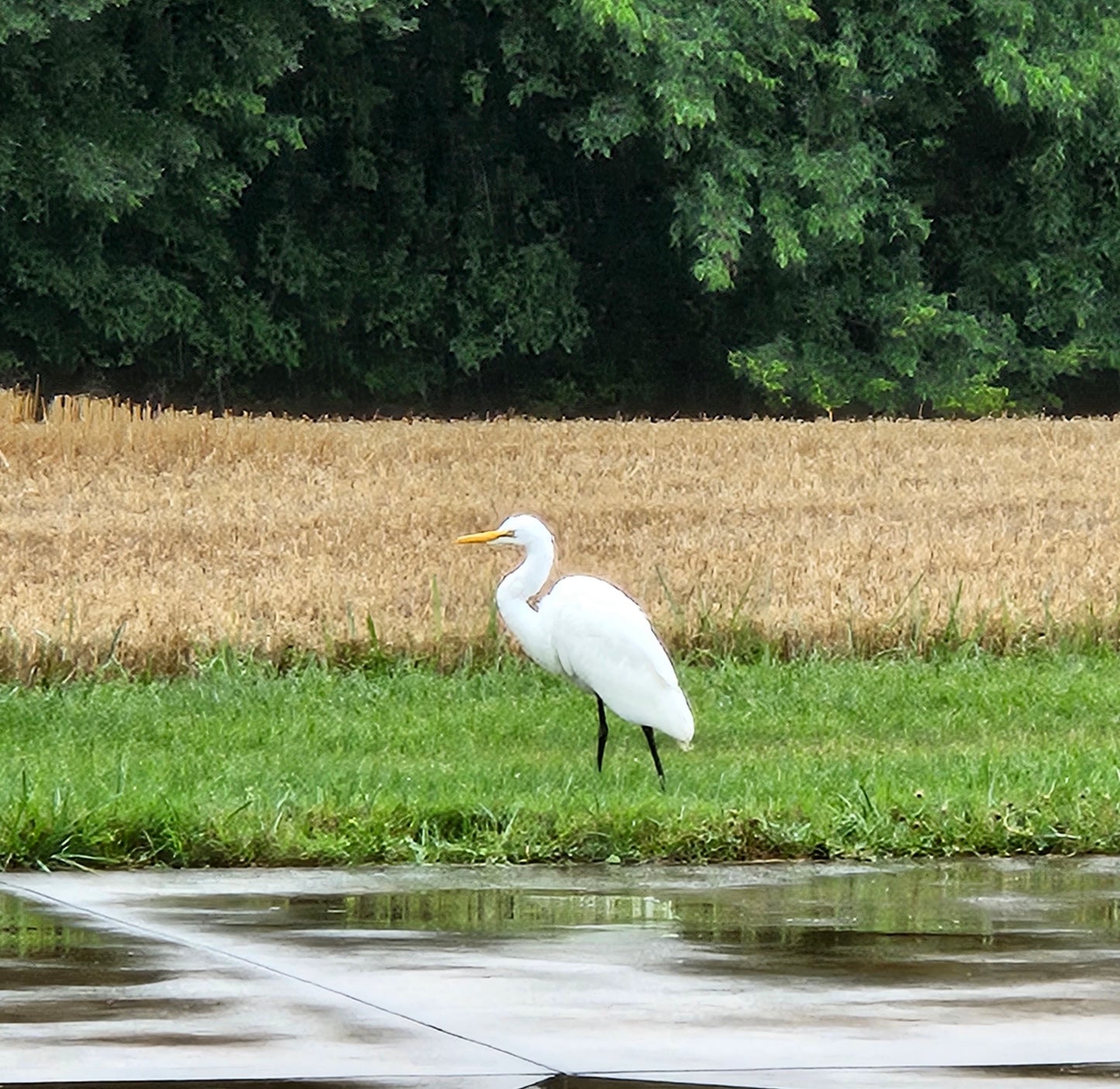 White Heron Dark Green Background / Gold Frame